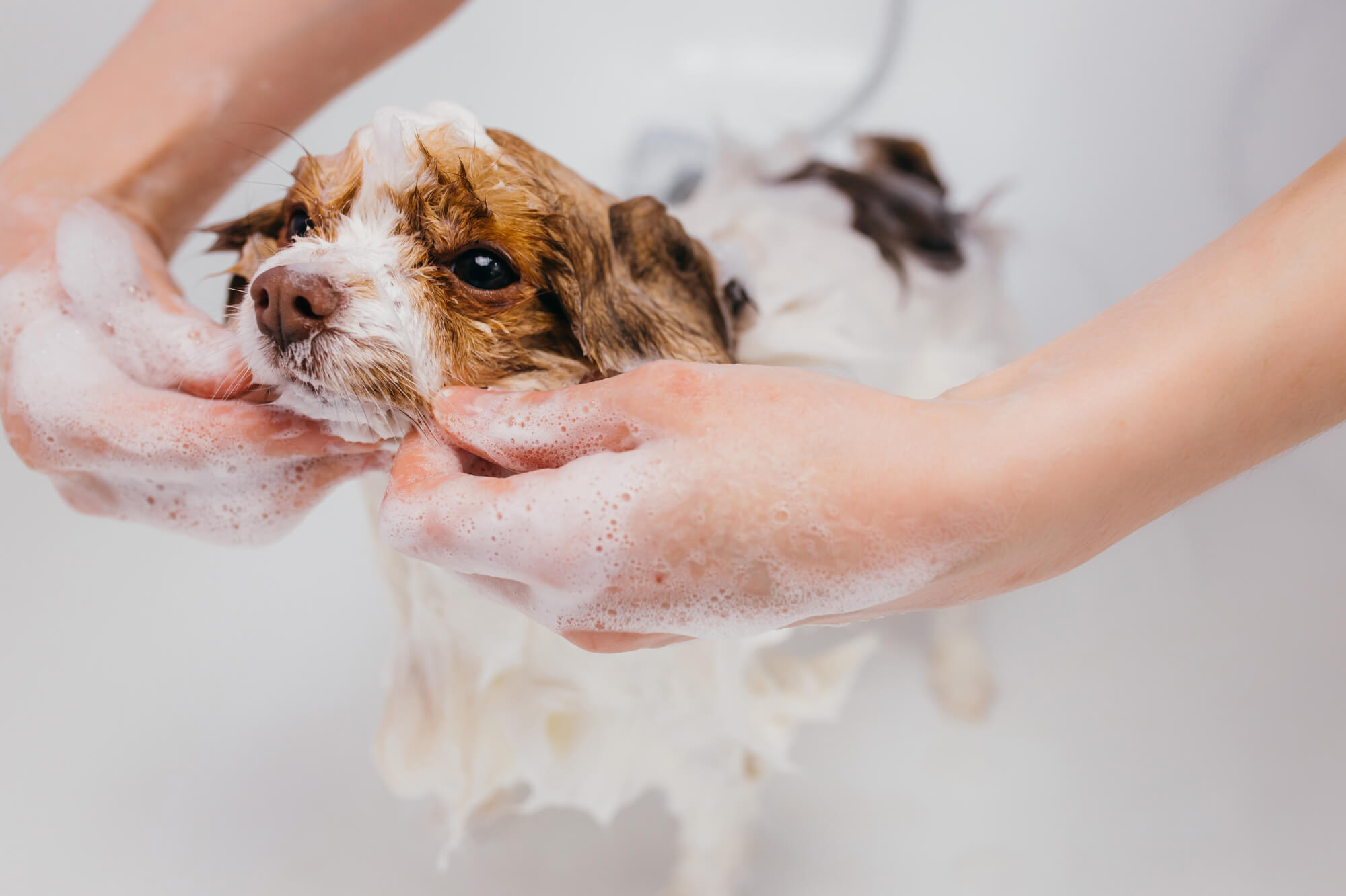 自宅で犬を洗う場合の手順とコツは？